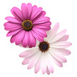 Violet Daisies