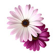 Violet Daisies