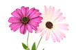 Violet Daisies