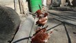 Hen eating food in small farm