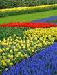 Keukenhof