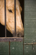 Caballo pura sangre