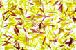 chrysanthemum petals