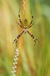 Wespenspinne (Argiope bruennichi), Weibchen