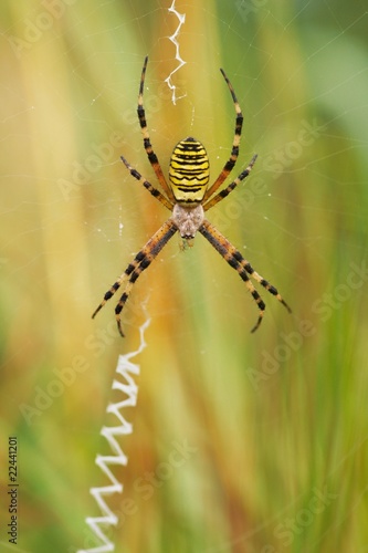 Photo: Wespenspinne (Argiope bruennichi), Weibchen Wespenspinne (Argiope bruennichi), Weibchen