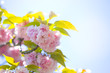 八重桜