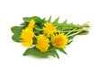 Dandelion isolated on white background Dandelion isolated on white background