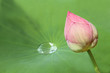 closed lotur blossom