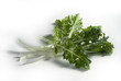 turnip tops (Stilmus)