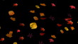 Vídeo: hojas de otoño 01 hojas de otoño 01