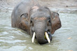 an elephant eating coconut at the pond an elephant eating coconut at the pond