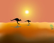 kangaroos