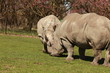 Nashorn