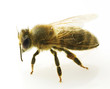 Photo: Bee closeup.Isolated on white Bee closeup.Isolated on white