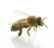 Photo: Bee closeup.Isolated on white Bee closeup.Isolated on white