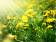 Beautiful Spring landscape Beautiful Spring landscape