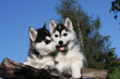 deux chiots de race siberian husky très tendres