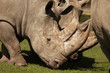 Nashorn