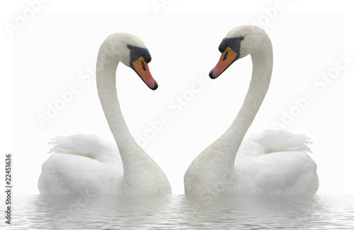 Photo: Two swans. Two swans.
