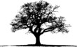 oak tree