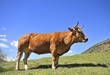 Vaca Pura raza de los valles