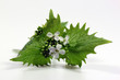 Knoblauchrauke1