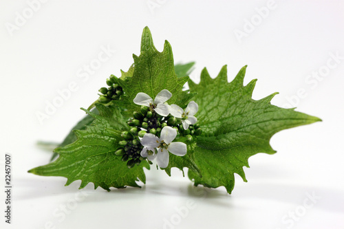 Foto: Knoblauchrauke1 Knoblauchrauke1
