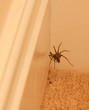 Spider on a web near skirting boards
