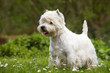 West Highland White Terrier in alert pose
