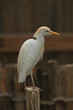 oiseau