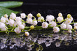 Beautiful Lily of the Valley with reflection and water drops