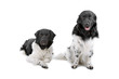 Frisian Water Dog, dutch water dog, wetterhoun