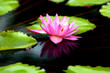 Aquatic Beauty