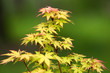 maple tree