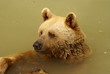Braunbär