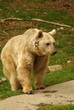 Bär