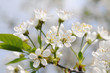 Cherry tree in bloom