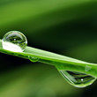 waterdrop on a leaf