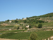 Vineyards and olive fields in Chianti, Tuscany