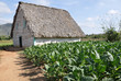 Tabakanbau in Kuba
