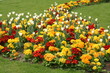 Parterre de fleurs