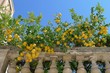 Lemons Limoni Citrons Citrus Tree Citronnier