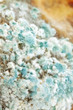 mold closeup