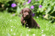 Labradorwelpe