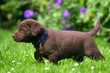 Labradorwelpe in Blumenwiese