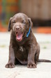 Labradorwelpe