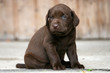 Labradorwelpe