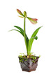 blooming amaryllis