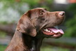 Labradorgesicht