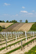 Vignes au printemps (coteaux de Loire)